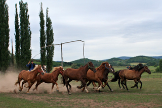 Ungarischer Reiter in der Puszta